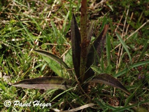 Orchis mascula